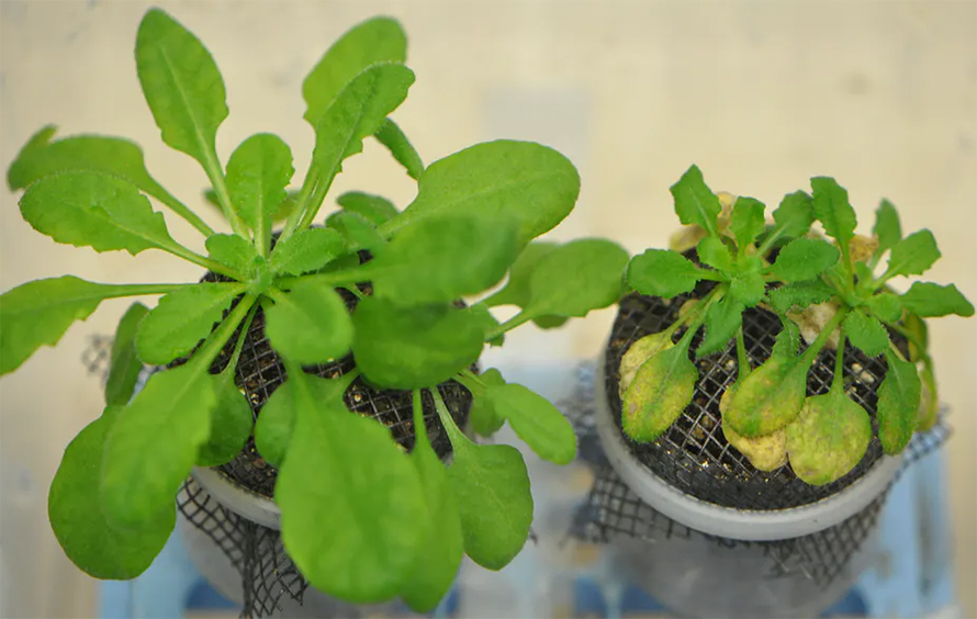 Arabidopsis-890x564.jpg Arabidopsis-890x564.jpg