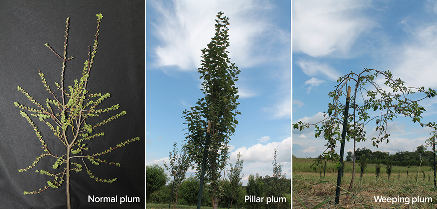 P-three-plum-trees-890x427.jpg P-three-plum-trees-890x427.jpg