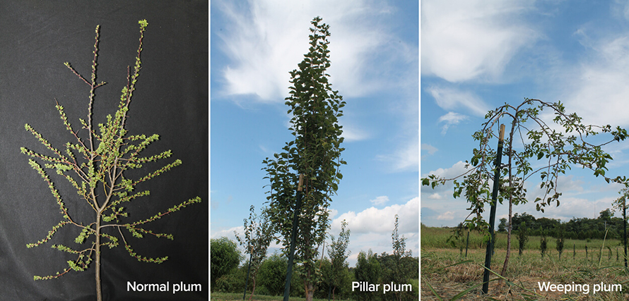 P-three-plum-trees-890x427.jpg