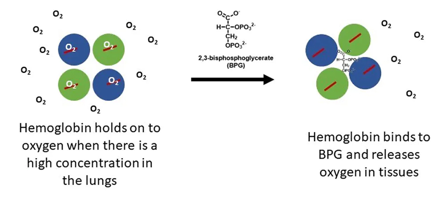 Hemoglobin-890x401.jpg Hemoglobin-890x401.jpg