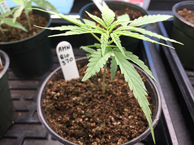 Hemp-400x300.jpg Hemp-400x300.jpg