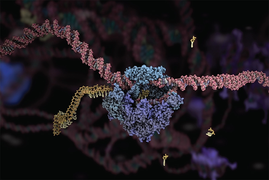 RNA-890x597-1.jpg RNA-890x597-1.jpg