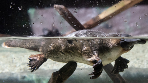 Venom-based therapies: healing in the midst of pain 