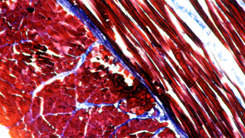 The molecular biology behind exercise