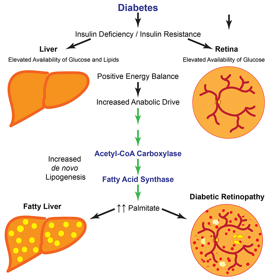 Lipid-news-figure-890x895.jpg Lipid-news-figure-890x895.jpg