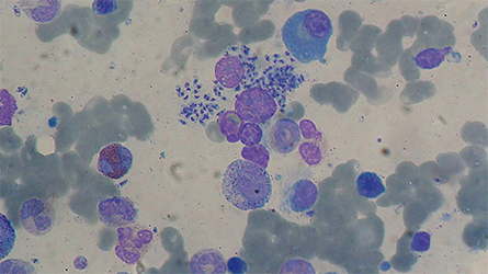 Parasite-440x250.jpg Parasite-440x250.jpg