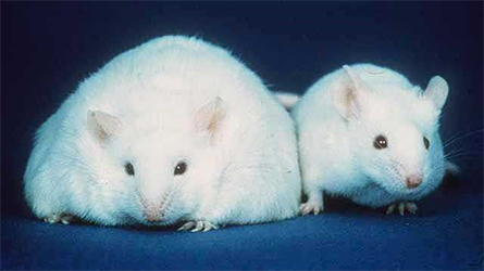 Fat-mouse-445x250.jpg Fat-mouse-445x250.jpg