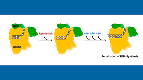 A mechanism for remdesivir activity and a platform to test other antivirals