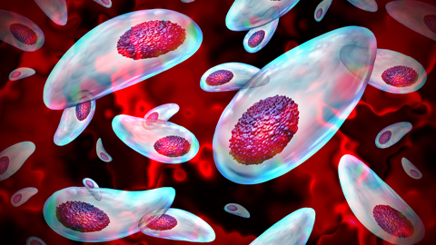 A common parasite could one day deliver drugs to the brain