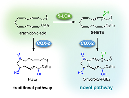 5-Hydroxy-prostaglandins are formed when COX-2 reacts with 5-HETE, a 5-LOX metabolite of arachidonic acid.