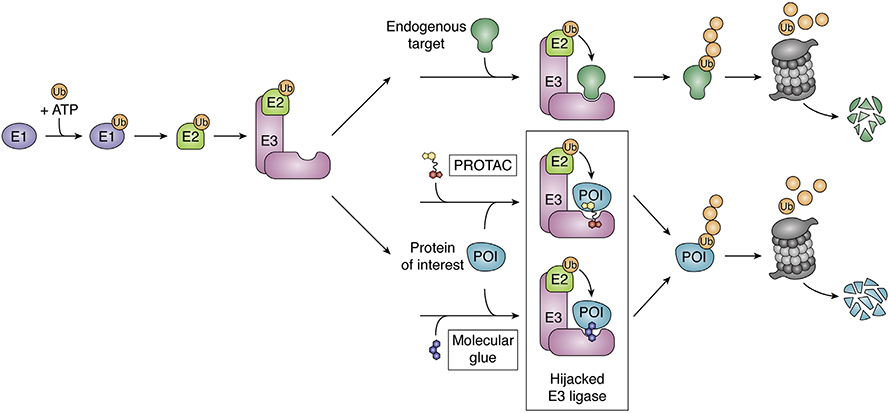 PROTACs use the cell’s own ubiquitination system (top line) to drive degradation of a protein of interest for proteasomal degradation.