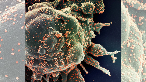 Machine learning plus insights from genetic research shows the workings of cells 