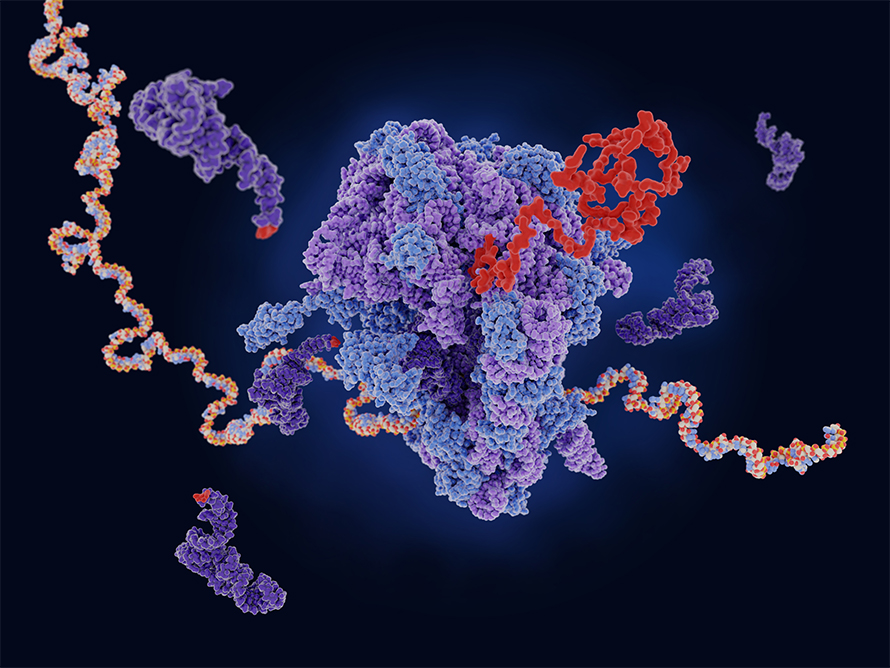 mRNA (multicolored strand) is decoded in a ribosome to produce an amino acid chain that folds into a protein (red). tRNA (dark violet) molecules carry single amino acids that are incorporated into the growing chain.
