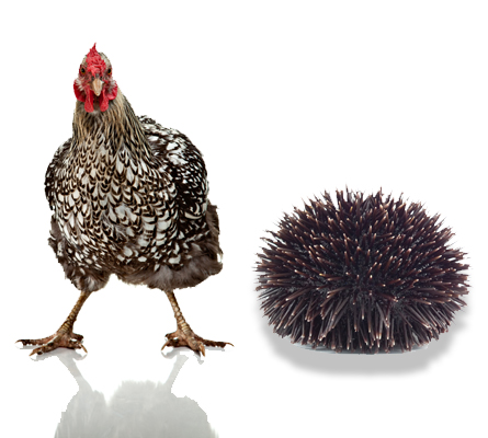 Chicken-urchin-445x400.jpg