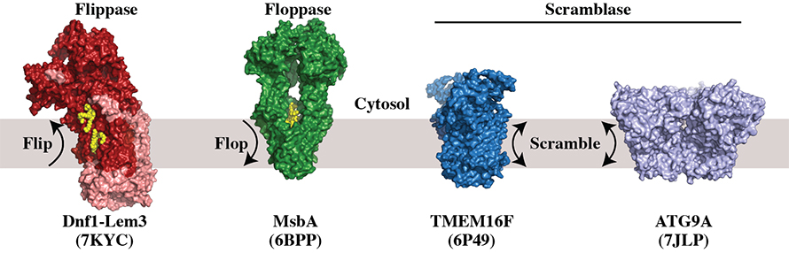Lipid-newsFlippase-890x286.jpg Lipid-newsFlippase-890x286.jpg