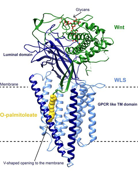 Lipid-news-445x561.jpg