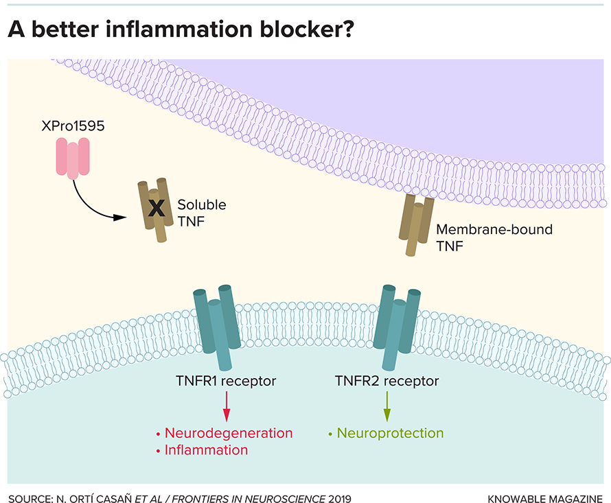 Inflammation-blocker-890x733.jpg Inflammation-blocker-890x733.jpg