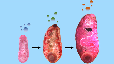 Omics study unveils molecular mechanisms of a parasitic infection