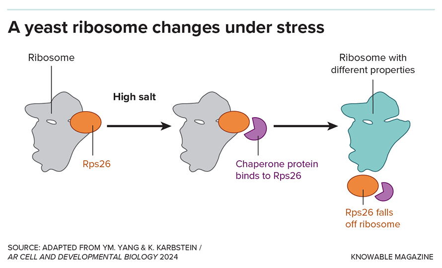 When growing in very high salt concentrations, yeast cells lose a ribosomal protein, Rps26, from about half of their ribosomes, with the assistance of what’s known as a chaperone protein. Yeast cells without Rps26 are better adapted to high salt.