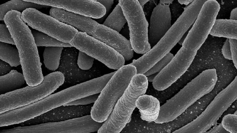 With a zap of electricity, scientists write a message into bacterial DNA for the first time