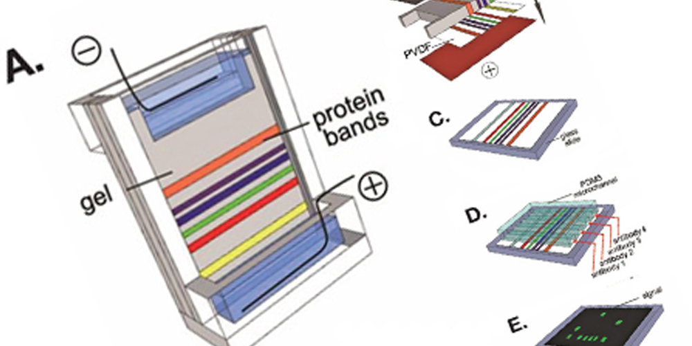 step by step western blot procedure step by step western blot procedure
