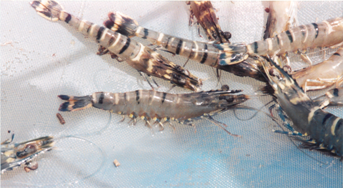 Shrimp.jpg Shrimp.jpg