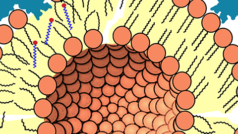 A deeper insight into phospholipid biosynthesis in Gram-positive bacteria