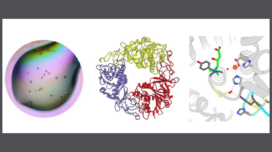 Stabilizing the enzyme in fish odor syndrome Stabilizing the enzyme in fish odor syndrome