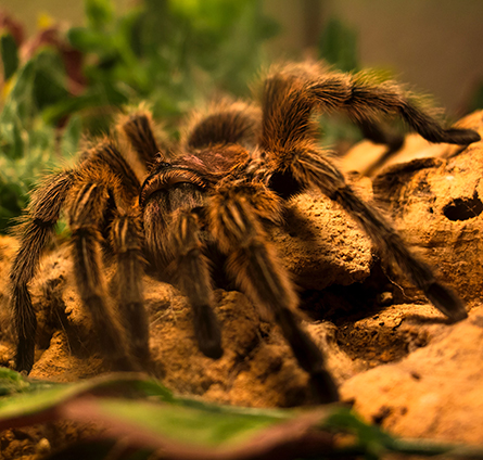 The venom molecule GsMTx4 was isolated from the Chilean flame tarantula Grammostola spatulata, which is native to South America.
