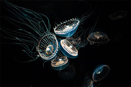 Jellyfish-445x297.jpg