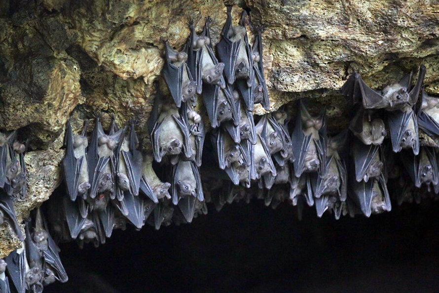 P-egyptian-rousette-bats-cave-890x593.jpg P-egyptian-rousette-bats-cave-890x593.jpg