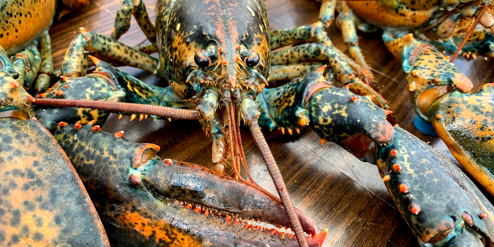 Lobsters hold the secret of a long, cancerfree life in their genes