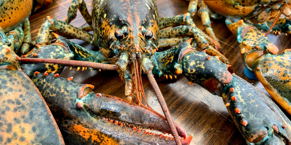 Lobsters hold the secret of a long, cancer-free life in their genes