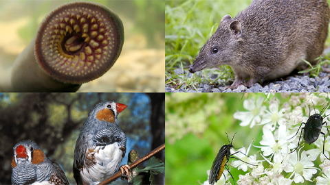 The curious case of the shrinking genome