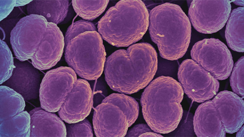 Did gonorrhea give us grandparents?