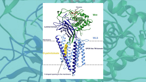 Transport of O-palmitoleated Wnts: Where does the lipid go?