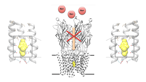 JBC: Researchers decipher how barbiturates work