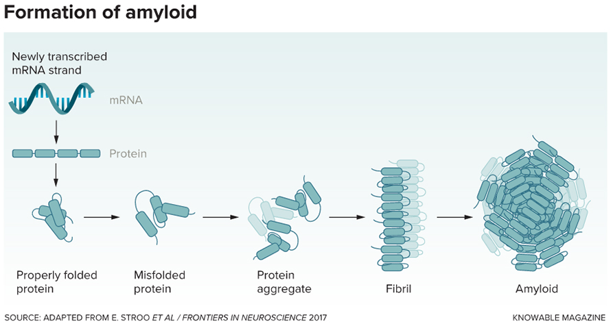 When proteins misfold, they may become prone to forming aggregates, fibrils and eventually large amyloid clumps.
