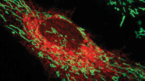 JBC: What makes organelles connect?