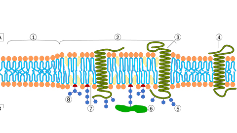 Progress in identifying lipid domains (rafts) in living cells