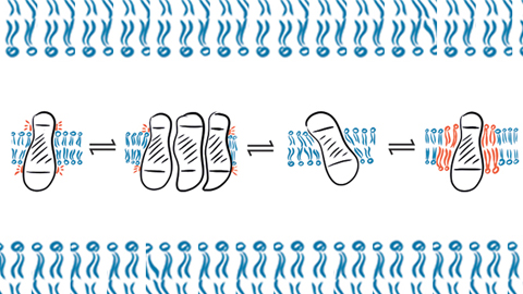 Proteins and lipids — a complicated relationship?