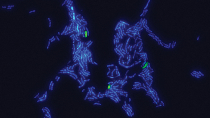 MCP: The lives of plant-dwelling bacteria