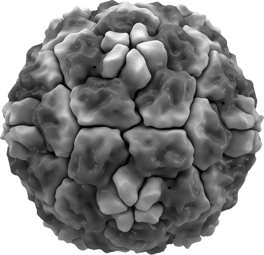 Human-Rhinovirus14-890x860.jpg