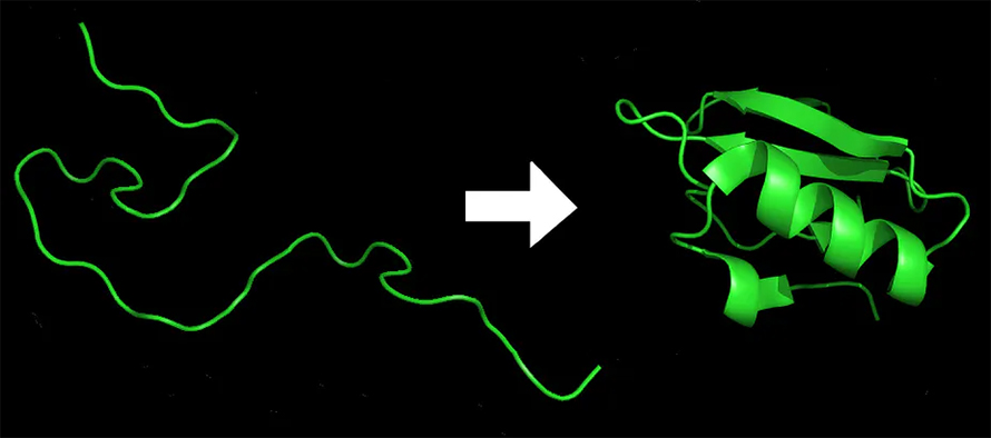 Amino-acids-folds-890x394.jpg Amino-acids-folds-890x394.jpg