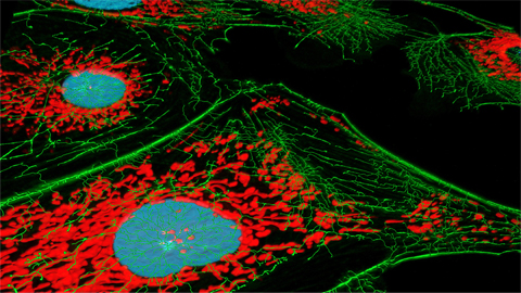 From the Journals: JBC