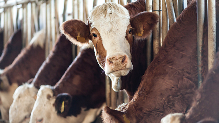 MCP: How now, chilled cow?