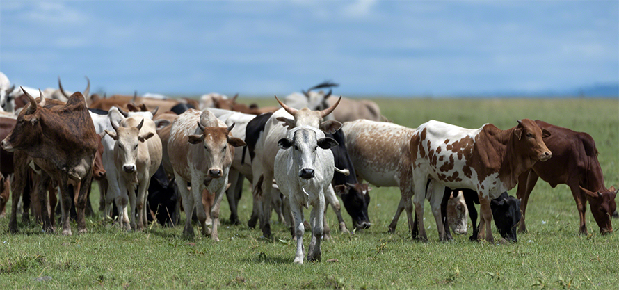 Cows-890x417.jpg Cows-890x417.jpg