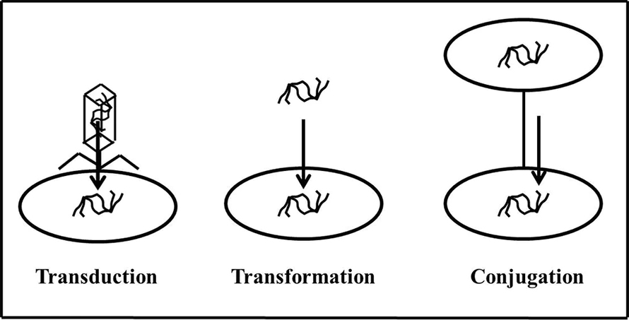 Transduction-890x453.jpg