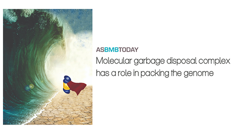 JBC: A molecular garbage disposal has a role in packing the genome