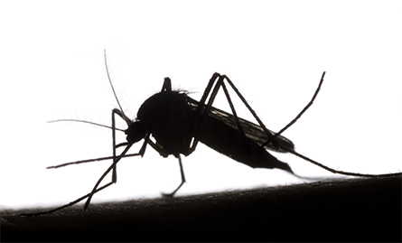 Mosquito-445x269.jpg